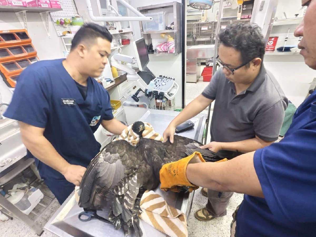 รับมอบ เหยี่ยว บาดเจ็บ ผ่านการแจ้งผ่านสายด่วนพิทักษ์ป่า 1362