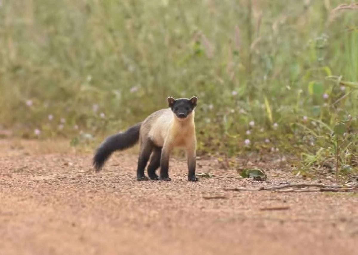 ฮือฮา! พบ "หมาไม้" กลางป่าดงใหญ่ บุรีรัมย์ สะท้อนนิเวศไทยยังสมบูรณ์