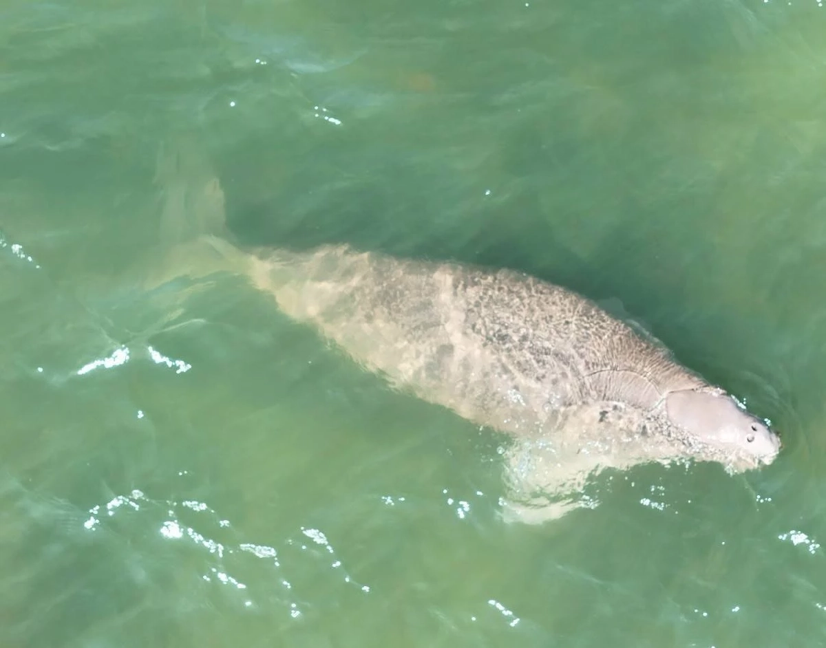 โดรนจับภาพพะยูน 4 ตัว ว่ายหากินสบาย บ่งชี้ทะเลตรังอุดมสุด