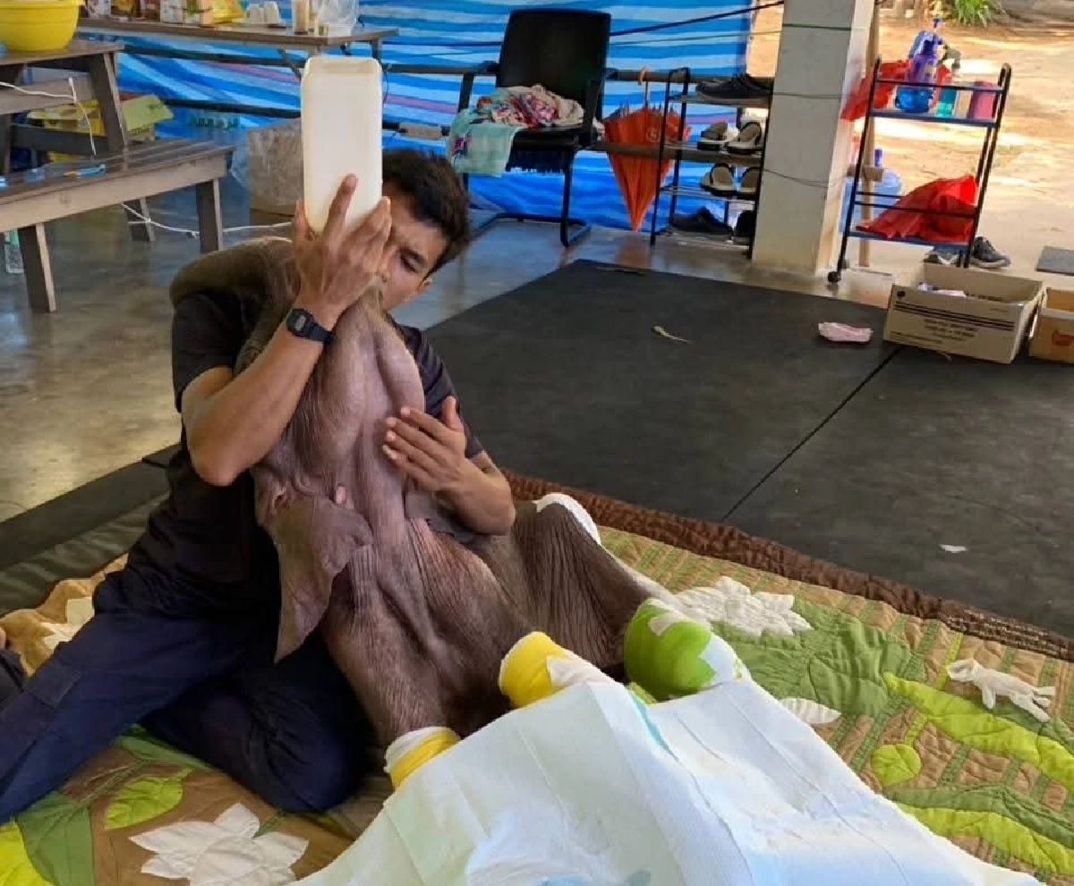 ข่าวดี พังข้าวต้มดีขึ้นต่อเนื่อง! ลูกช้างป่าเริ่มร่าเริง-กินได้มากขึ้น