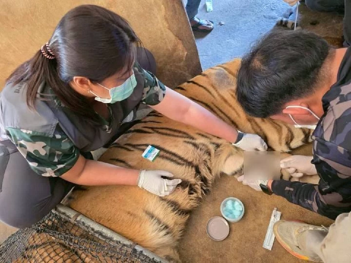 ข้าวปั้น-ข้าวผัด เสือโคร่งชราวัย 18 ปี ฟื้นตัวแข็งแรงหลังผ่าตัด