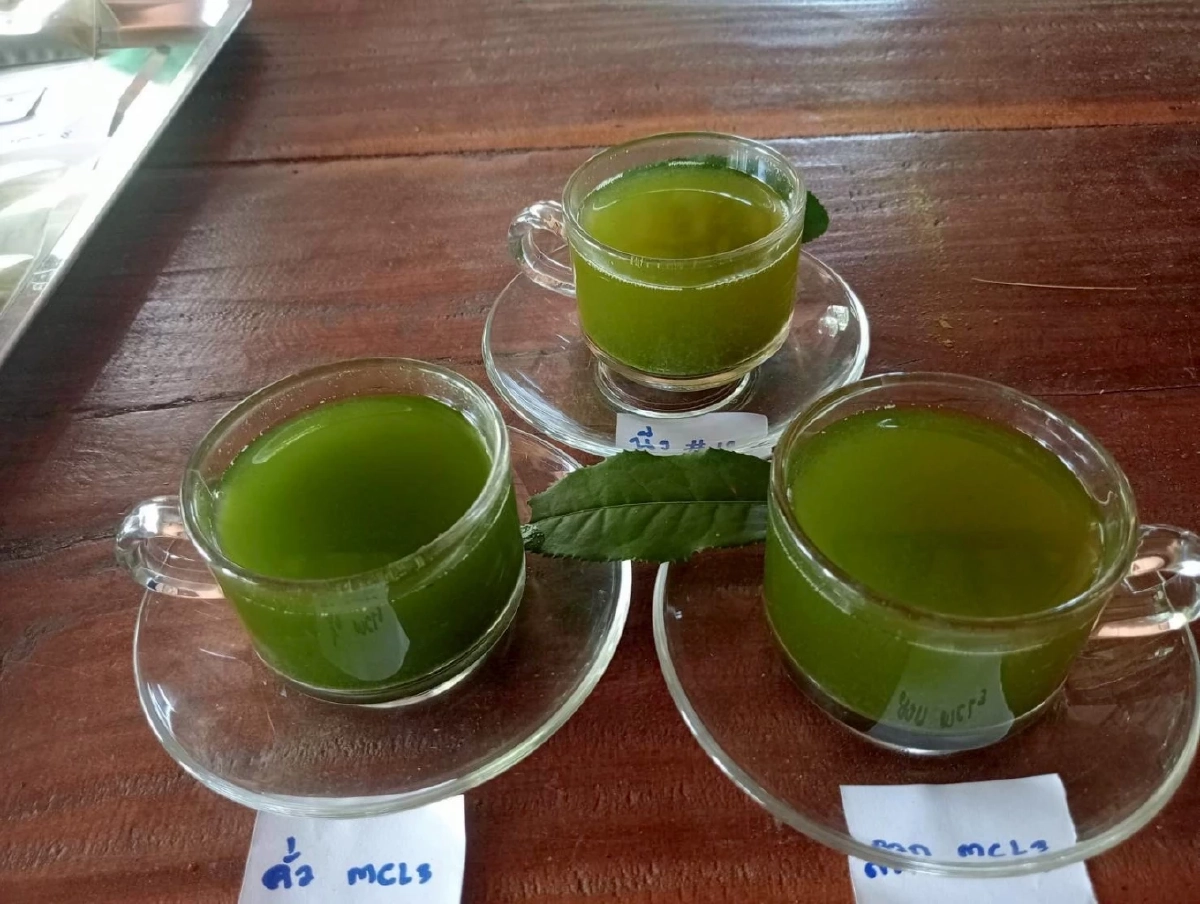 เปิดตัวชาพันธุ์ใหม่ ชากวก.เชียงใหม่ 1 ดันดาวเด่น หอม รสละมุน