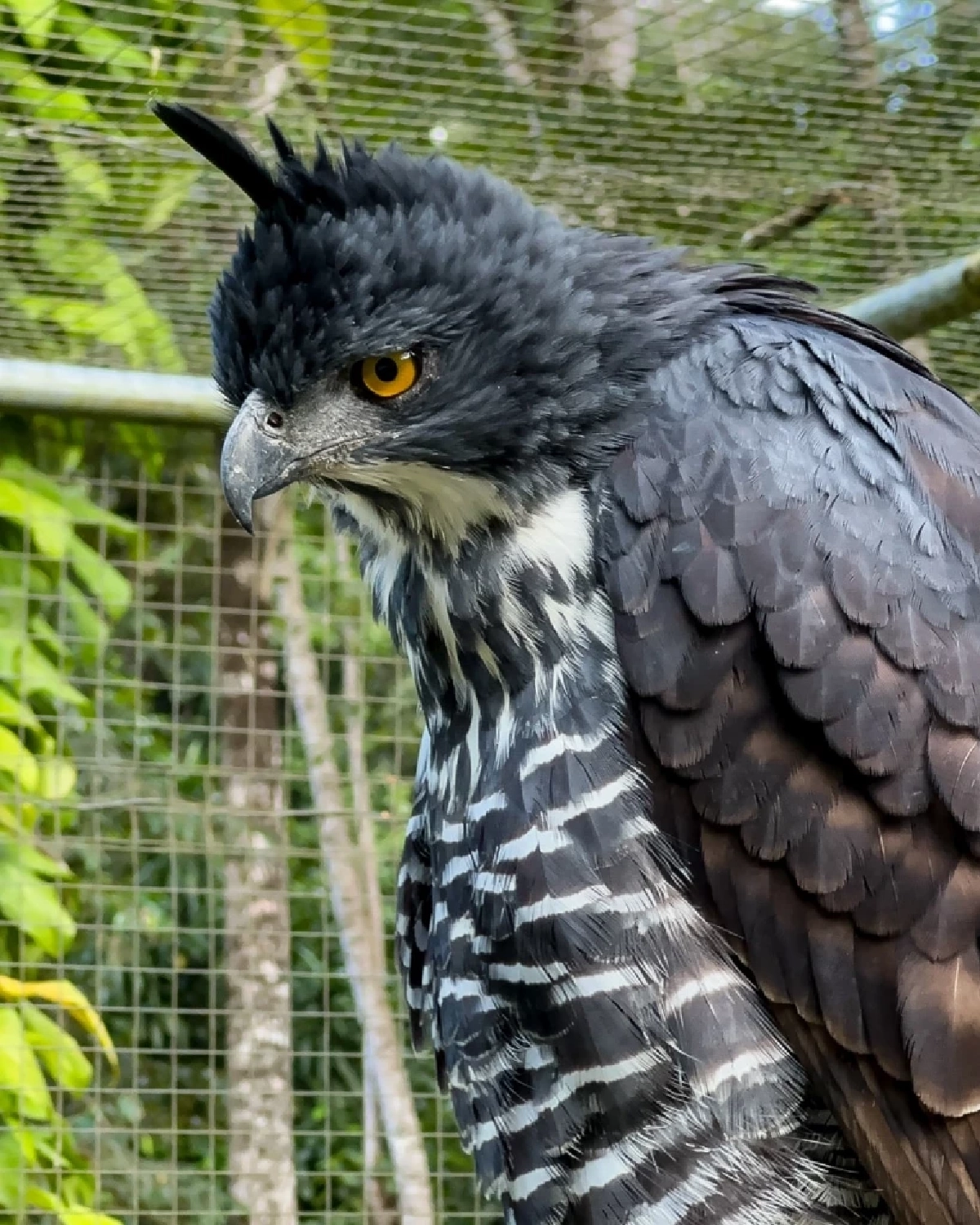 รู้จัก เหยี่ยวดำท้องขาว เหยี่ยวดงหายากแห่งผืนป่าภาคใต้