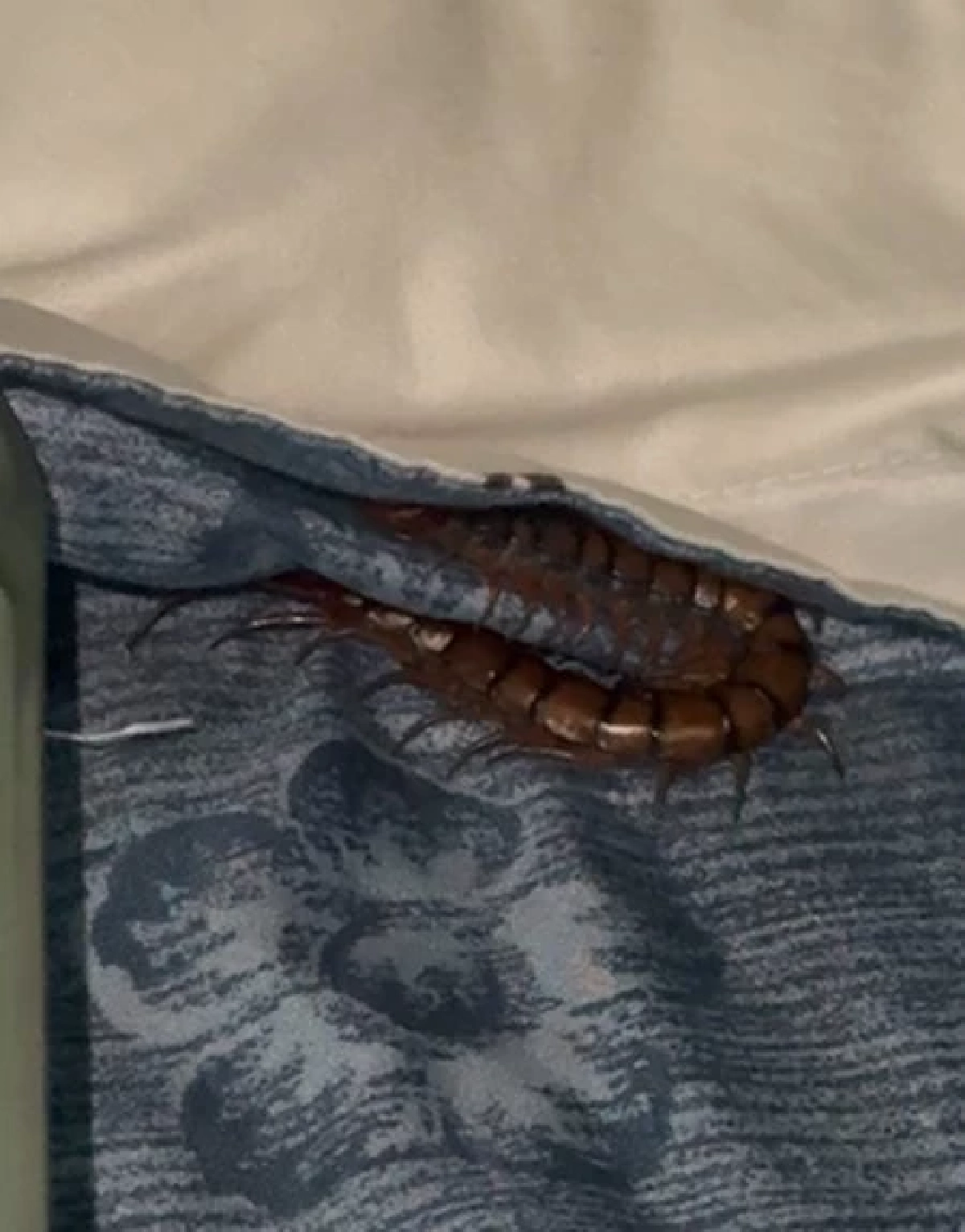 สาวสะดุ้งตื่น รู้สึกเหมือนมีอะไรกัดนิ้ว รื้อหมอนออกดูถึงขนลุก