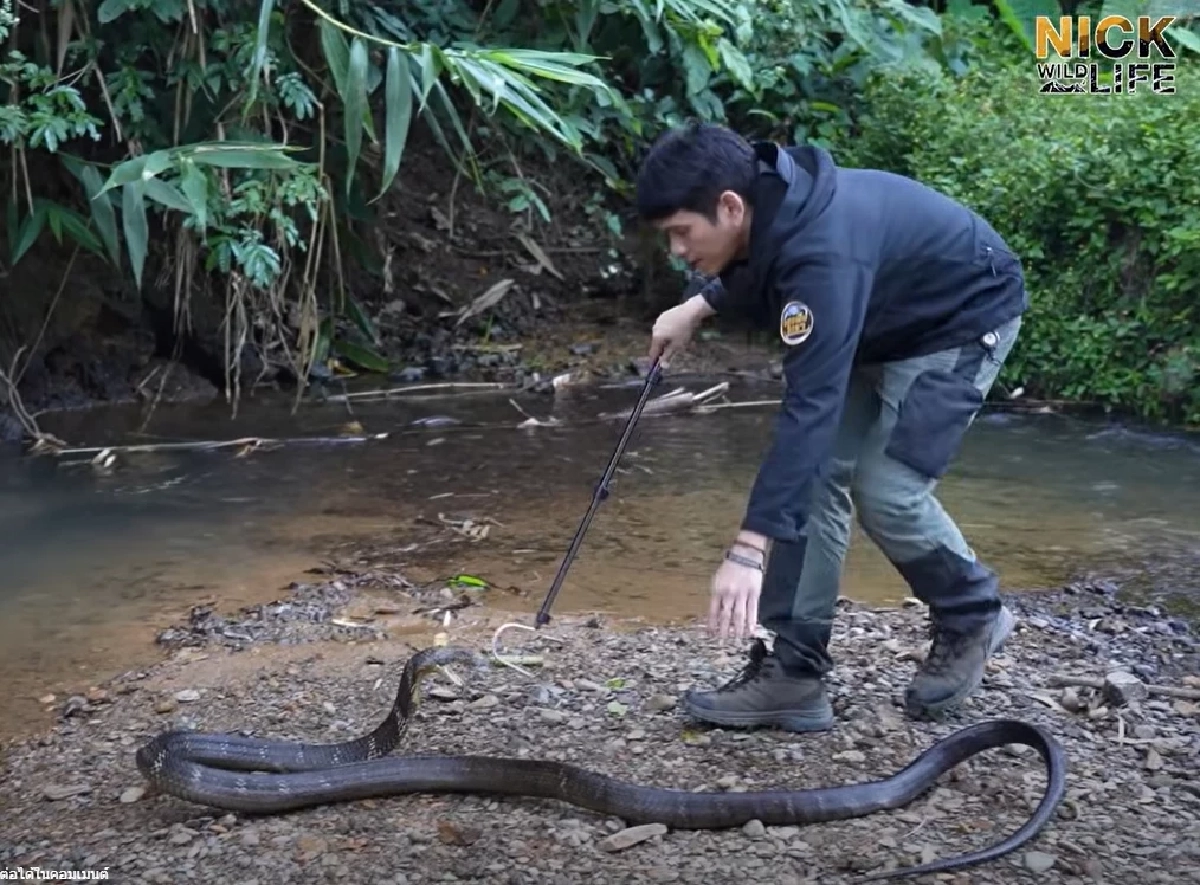 เปิดอาการล่าสุด "นิค อสรพิษวิทยา" หลังถูกจงอาง 3 เมตร กัดเข้าเต็ม ๆ