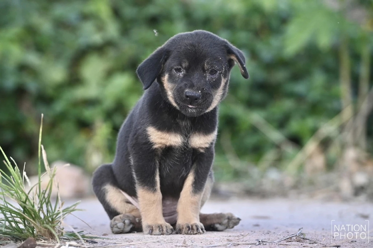 ลูกหมาน้อยกำพร้า หลังแม่ถูกโจรวางยาเบื่อระหว่างชาวบ้านอพยพ