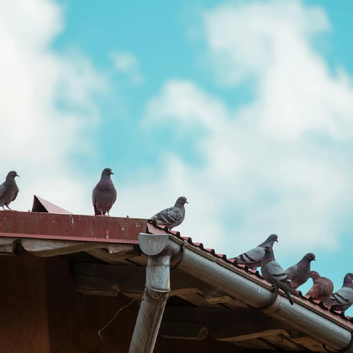 ไขความลับ! ปริศนาการบิน ทำไมนกพิราบไม่หลงทาง 