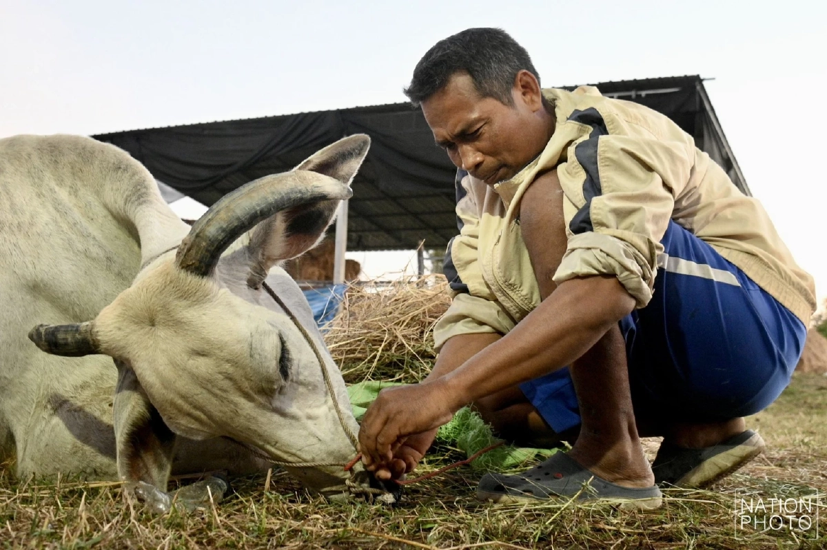 สลดใจ! วัวช็อกเสียงปืนใหญ่ฝั่งเขมร พลัดตกบ่อน้ำ บาดเจ็บสาหัส