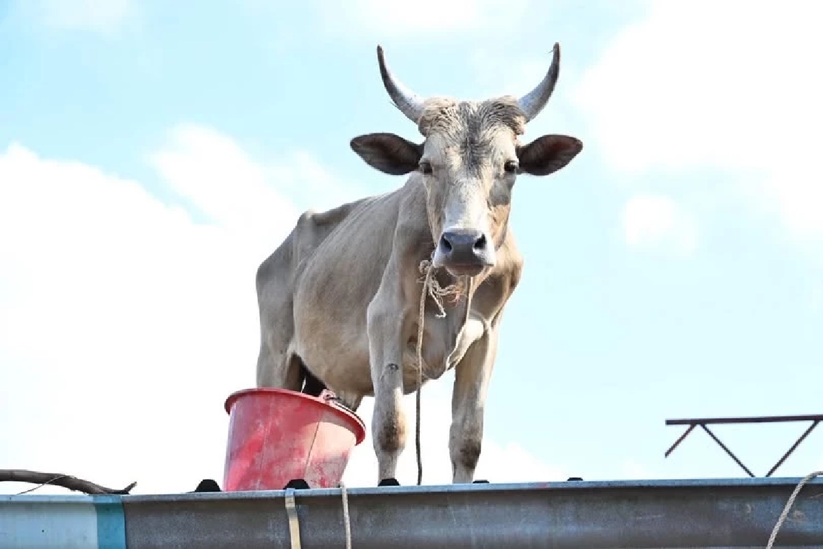ประกาศตามหาเจ้าของ! วัวผู้รอดชีวิตจากน้ำท่วมหาดใหญ่