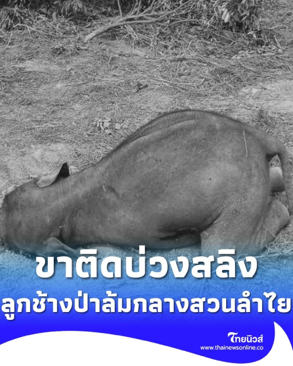 ลูกช้างป่าล้มกลางสวนลำไยสระแก้ว คาดติดเชื้อรุนแรงจากบ่วงสลิง