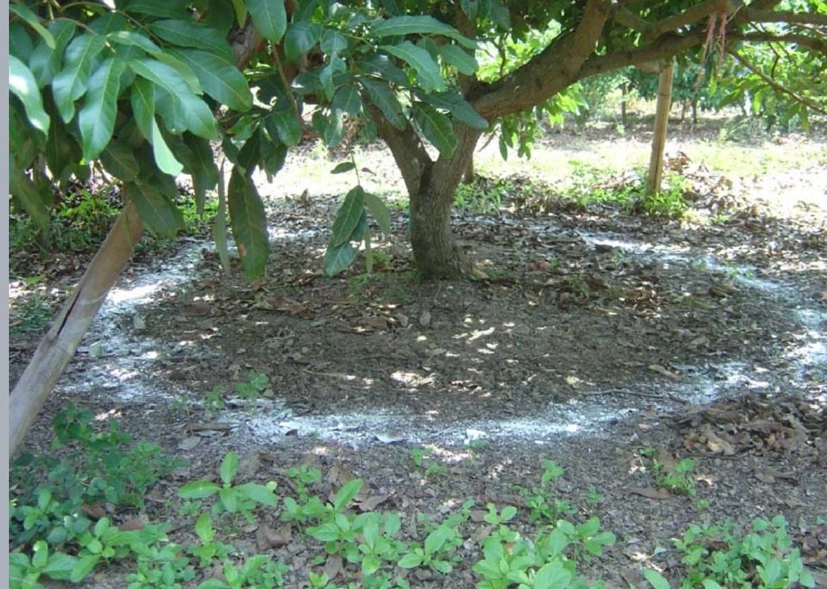 ชาวสวนควรรู้ ให้คลอเรตยังไง ลำไยถึงออกดอกสวย ใช้พลาดเสี่ยงพัง