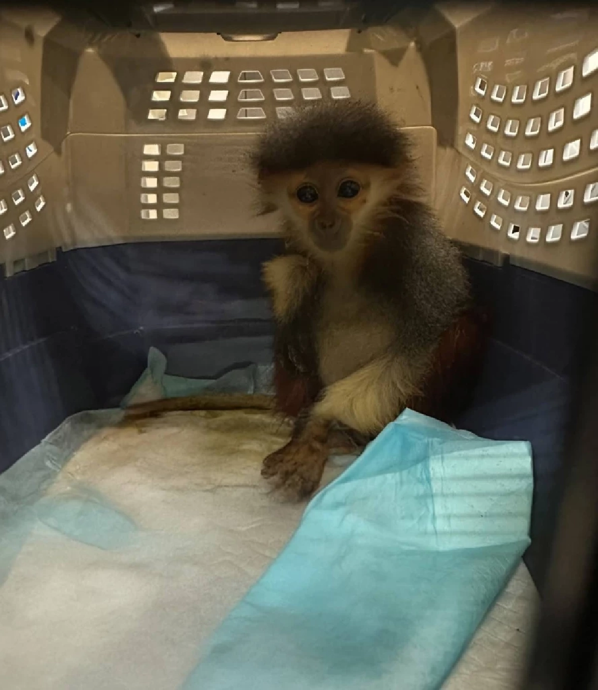 ด่านฯ ท่าอากาศยานสุวรรณภูมิ ร่วมกับบก.ปทส. ช่วยชีวิต ค่าง