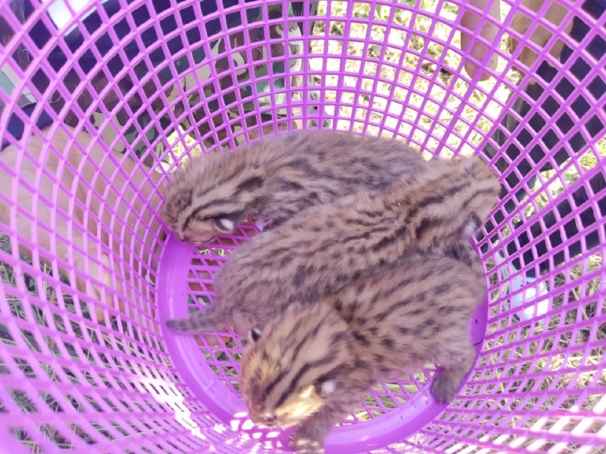 นาทีชีวิต! ชาวบ้านช่วย 3 ลูกแมวดาว ก่อนรถไถเหยียบจมดิน