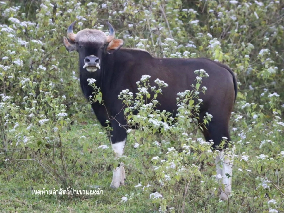 ชมกระทิงป่าใกล้ชิด ลานกางเต็นท์เขาแผงม้า ธรรมชาติสมบูรณ์