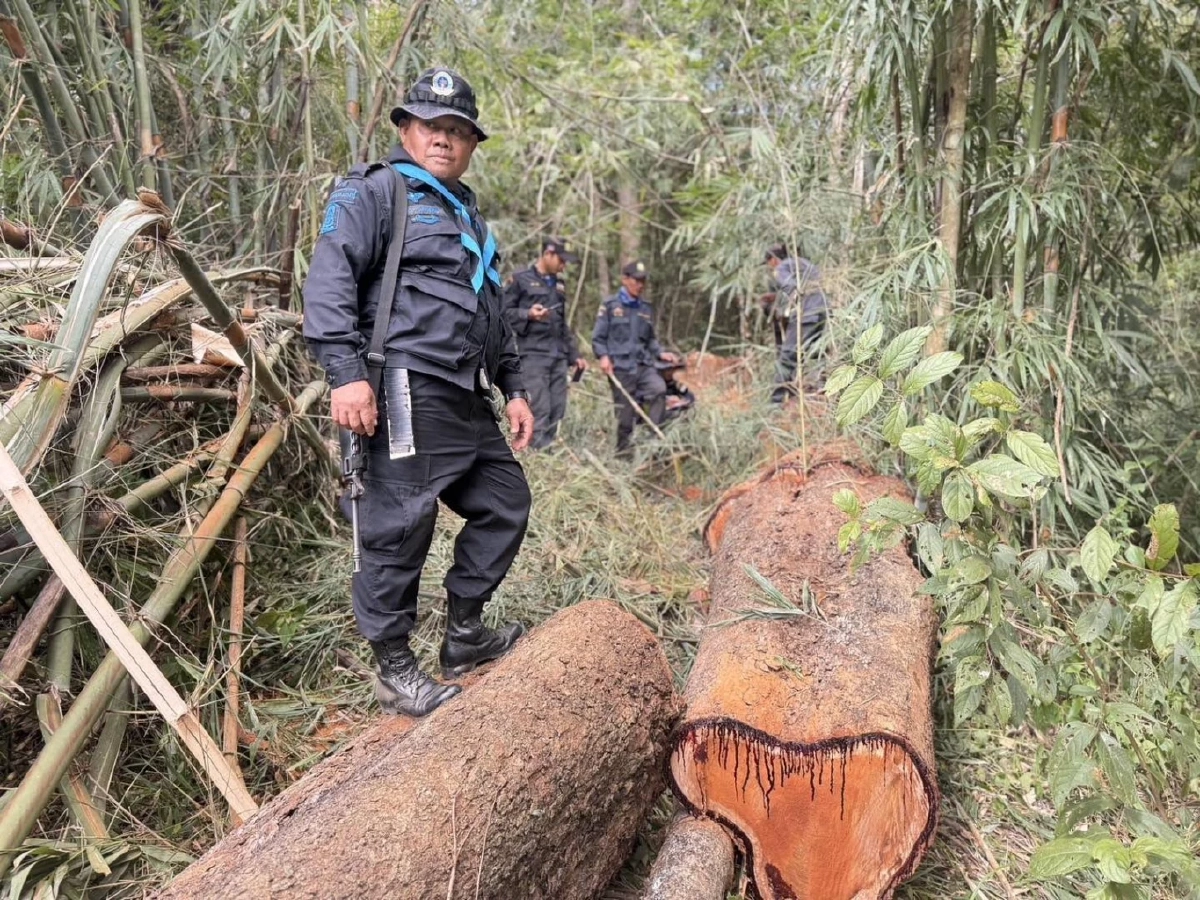 บูรณาการรวบมอดไม้! ฉก.ทพ.2102 จับผู้ลักลอบตัดประดู่กลางป่าสงวน