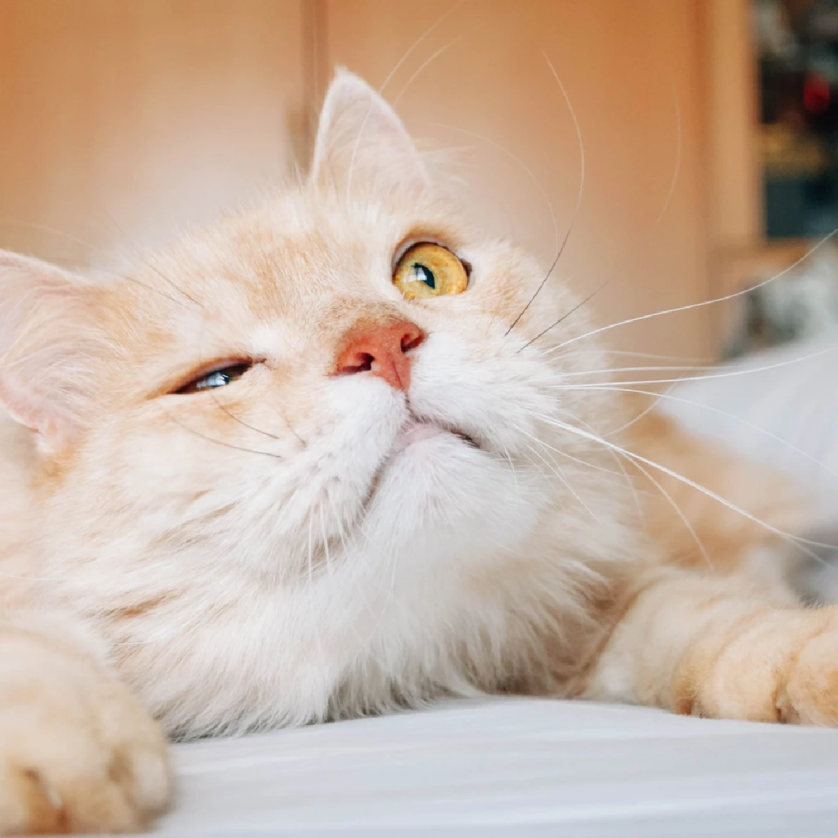 แค่กะพริบตา แมวก็บอกรักคุณแล้ว! เผยเคล็ดลับมัดใจเจ้าเหมียว