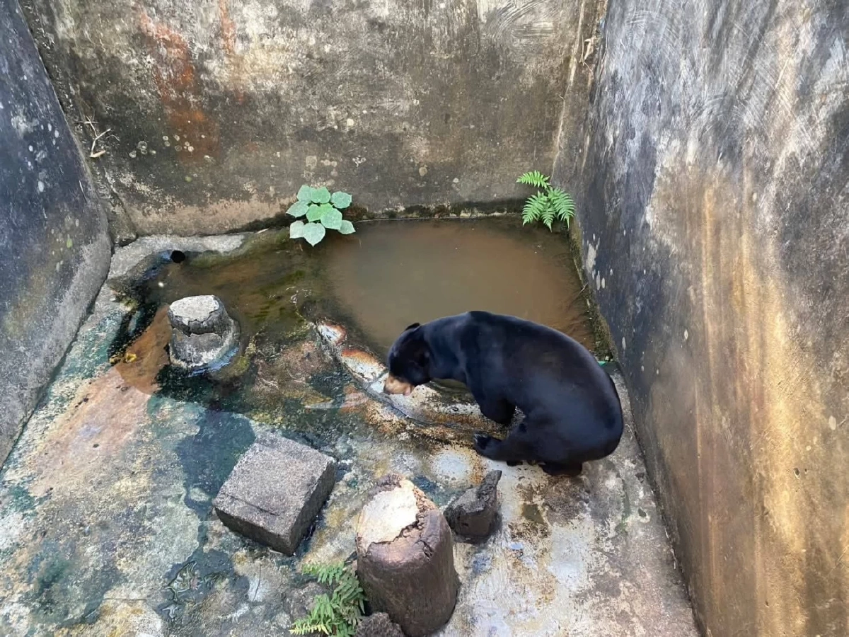วินาทีคืนถิ่น! ปล่อยหมีหมา "แผ่นดิน" คืนป่าปางสีดา หลังฟื้นฟู 4 ปี
