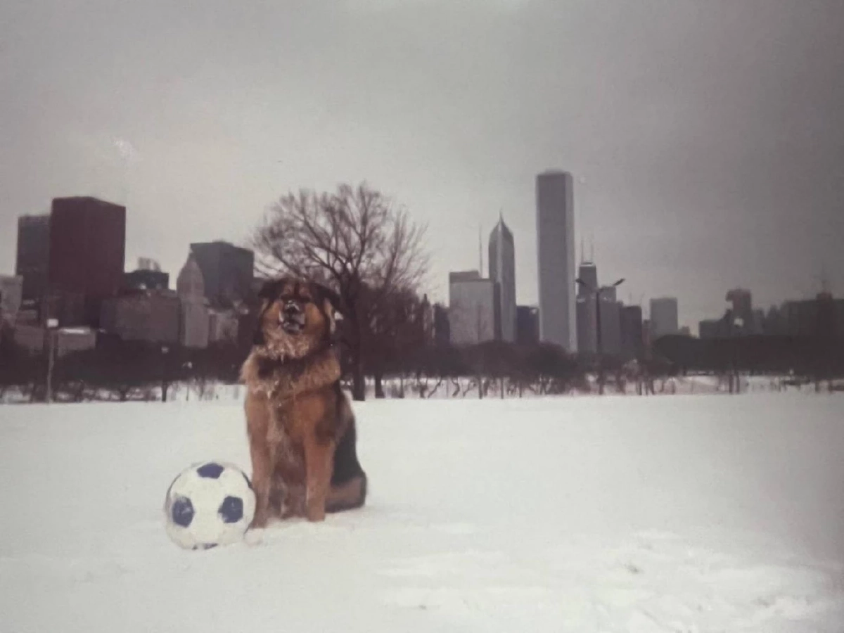 ชัชชาติเล่าเรื่อง “ดัชชี่” จากหมาจร สู่แรงบันดาลใจดูแลสัตว์ กทม.