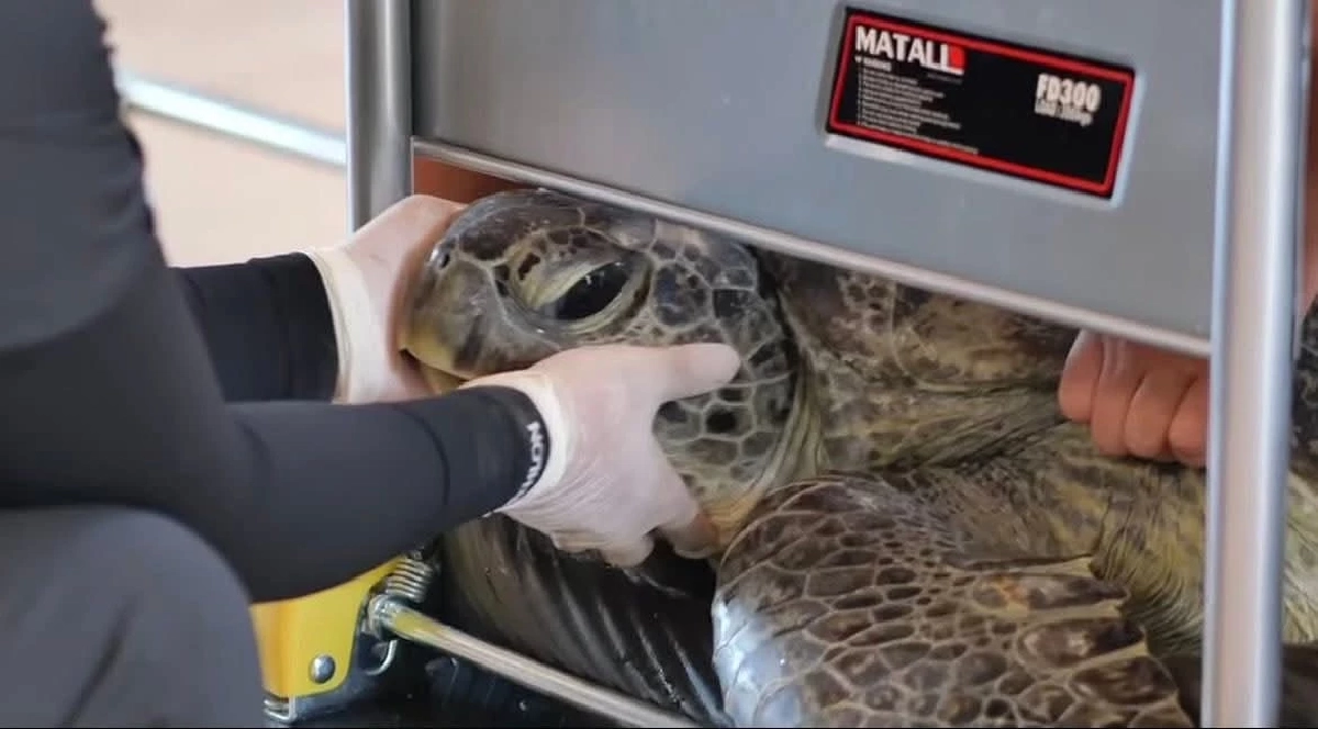 ช่วยสำเร็จ! เต่าสิมิลันขับถ่ายสายรัดข้อมือ เตรียมปล่อยคืนทะเล