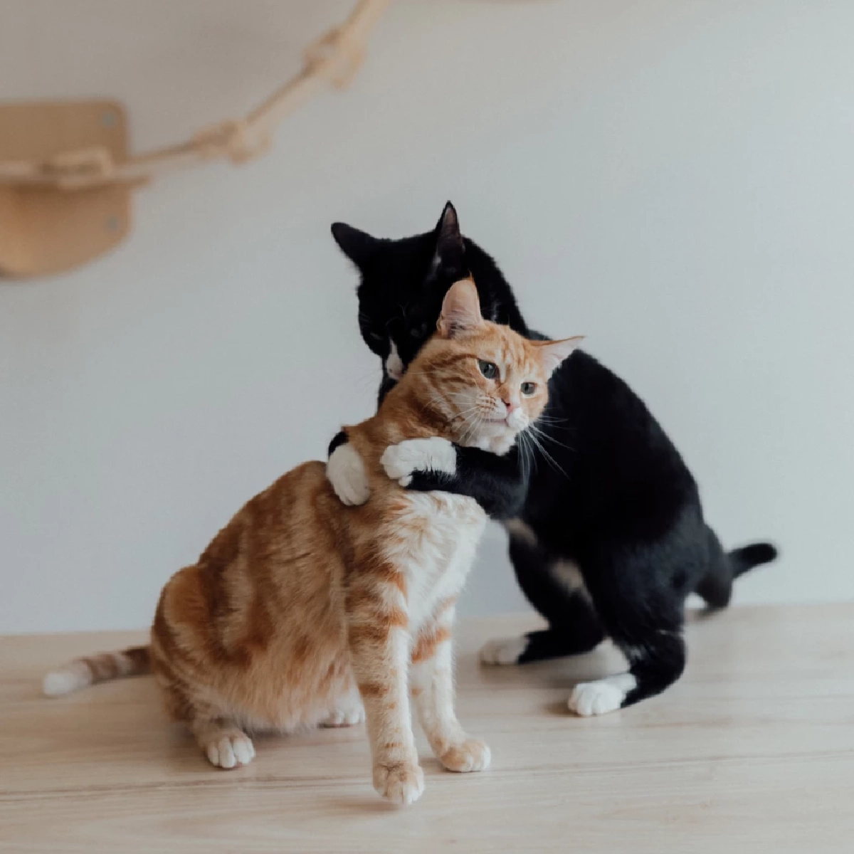 กทม. เตรียมเลื่อนบังคับใช้ข้อบัญญัติเลี้ยงสัตว์ หลังรับฟังเสียงประชาชน