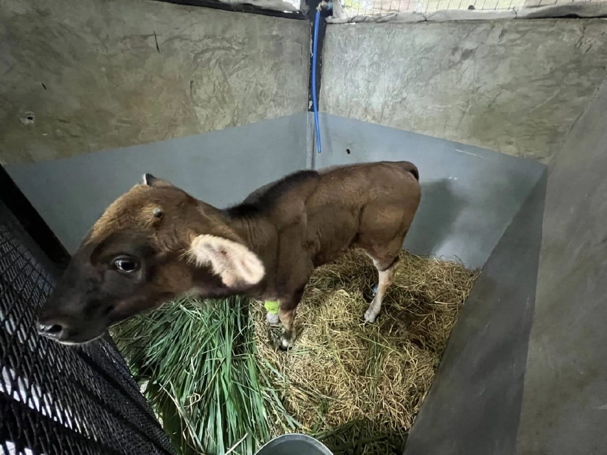 ข่าวดี! ลูกกระทิงติดบ่วงอาการดีขึ้น สบอ.1 ปราจีนบุรี เผยผลรักษา