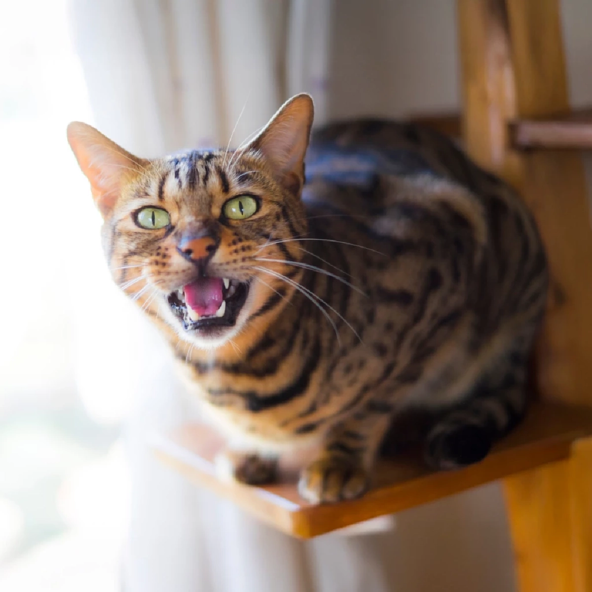 วิจัยเผยแมวร้องเรียกเจ้าของชายบ่อยกว่าหญิง 2.4 เท่า เพื่อเรียกความสนใจ