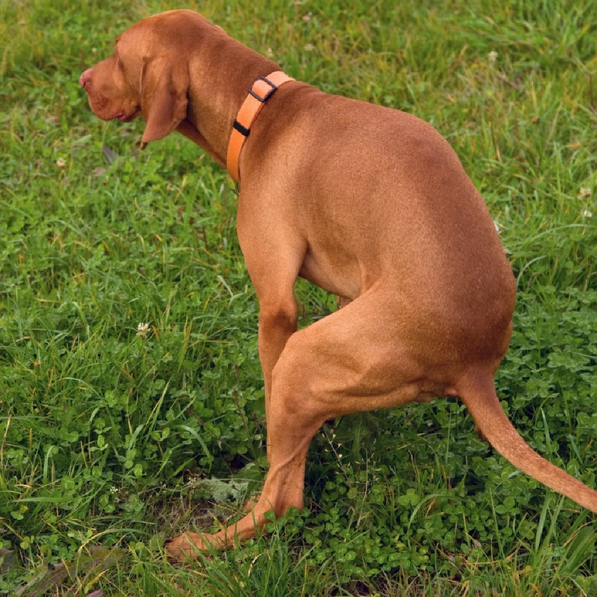 เผยความลับ! ทำไมกลิ่นดินและหญ้าช่วยกระตุ้นสุนัขขับถ่าย