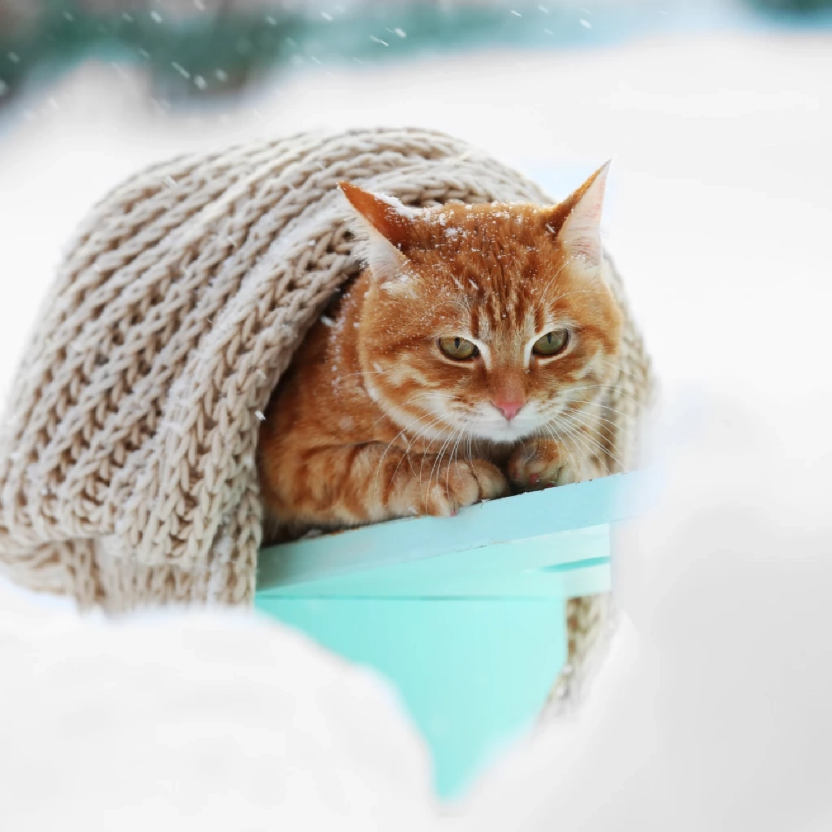 แอร์เย็นผิดองศา! เสี่ยงสัตว์เลี้ยงป่วย เจ้าของต้องรู้ด่วน