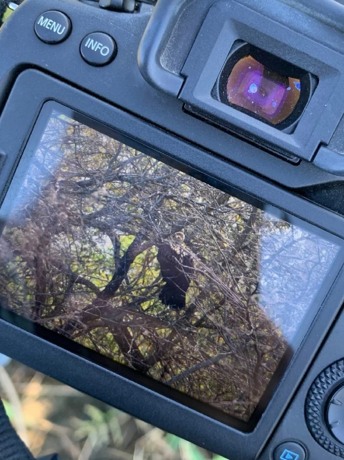 อีแร้งสีน้ำตาลหิมาลัย บินขึ้นแล้ว หลังติดพุ่มหนามที่ลพบุรี