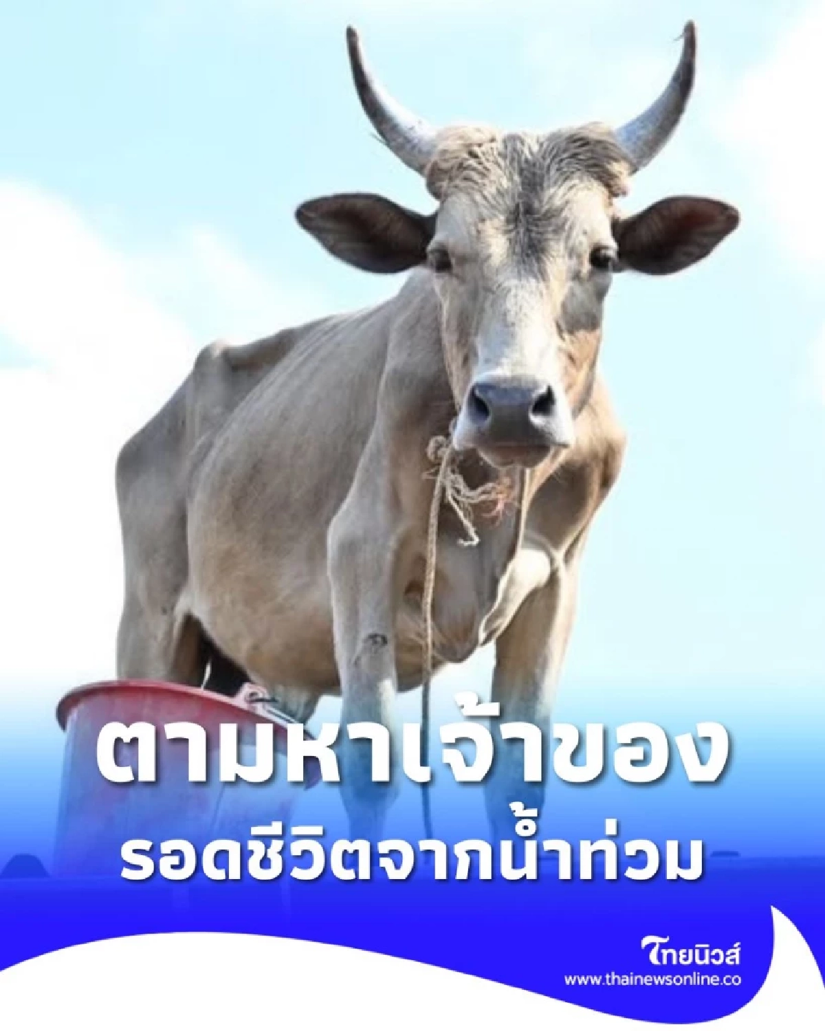 ประกาศตามหาเจ้าของ! วัวผู้รอดชีวิตจากน้ำท่วมหาดใหญ่