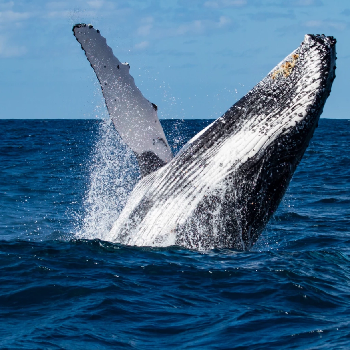 งานวิจัยเผย วาฬมี “สำเนียง” เหมือนภาษาถิ่นมนุษย์