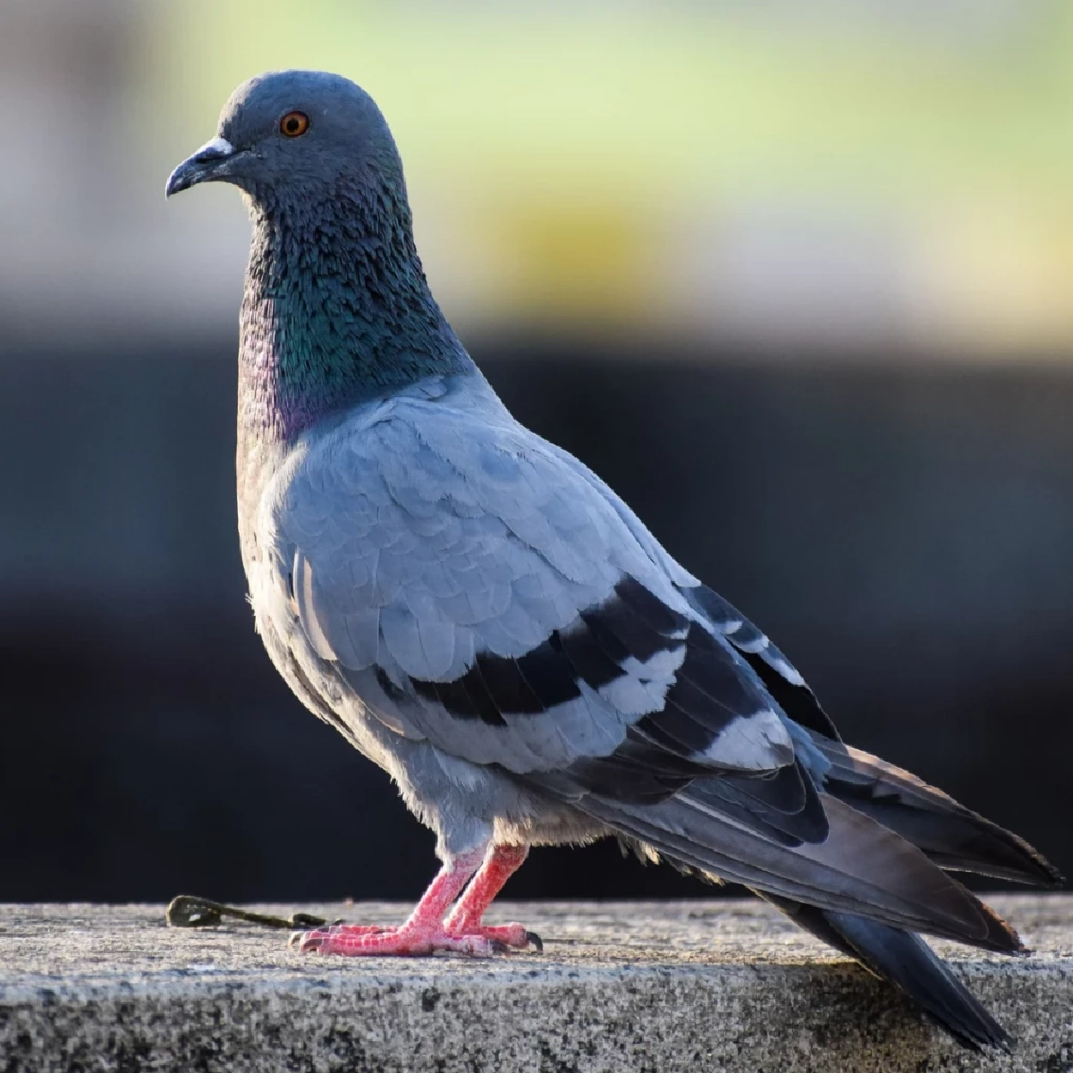 ไขความลับ! ปริศนาการบิน ทำไมนกพิราบไม่หลงทาง 