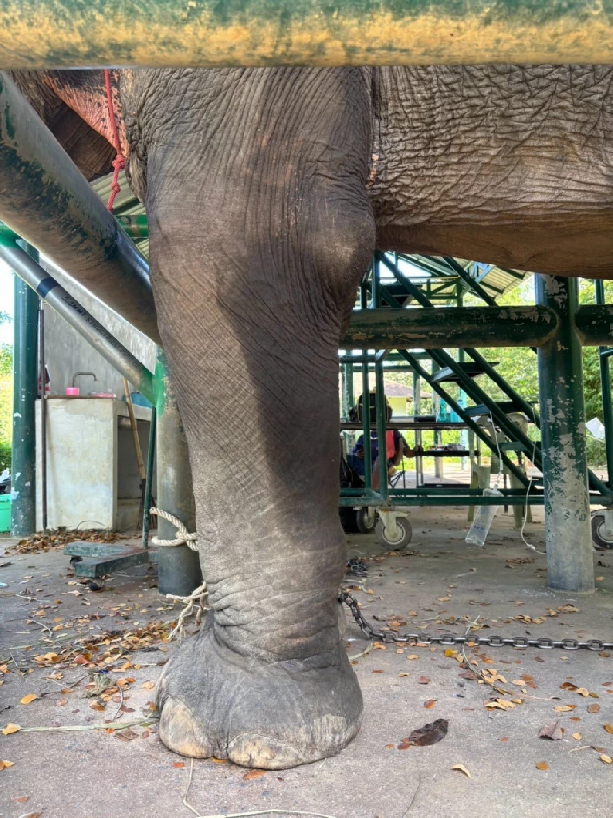 อัปเดตอาการ สีดอภูสิทธิ์ ช้างป่วย ทีมสัตวแพทย์ดูแลใกล้ชิด