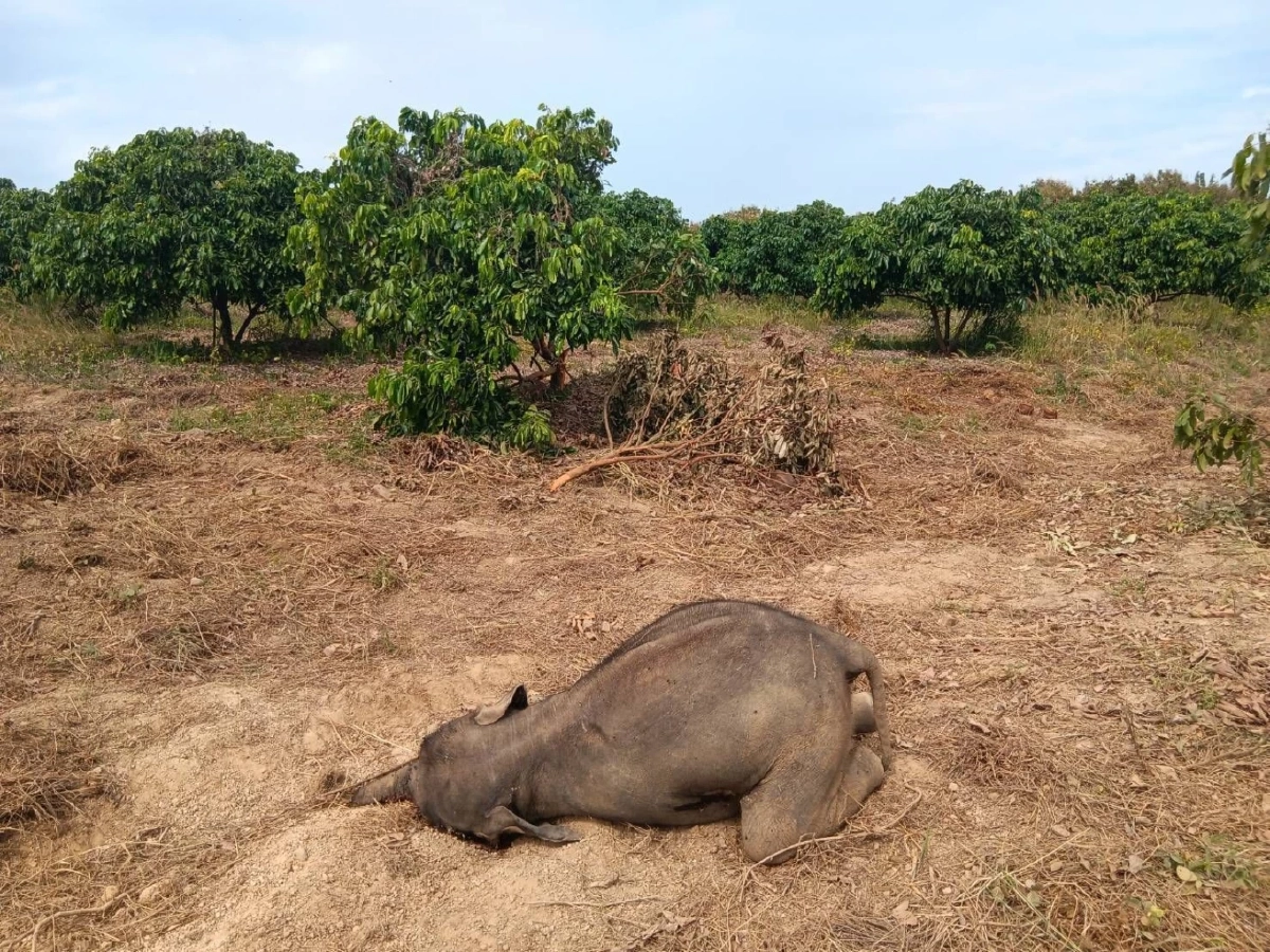 ลูกช้างป่าล้มกลางสวนลำไยสระแก้ว คาดติดเชื้อรุนแรงจากบ่วงสลิง