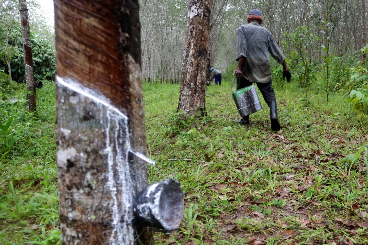 กยท. เปิดเงินเยียวยาสวนยางชายแดน เหตุปะทะศึกไทย-กัมพูชา