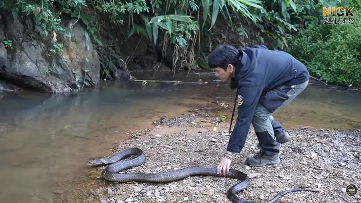 เสี่ยงจริง บังยา โพสต์ถึง "นิค อสรพิษวิทยา" หลังจงอางกัดจมเขี้ยว