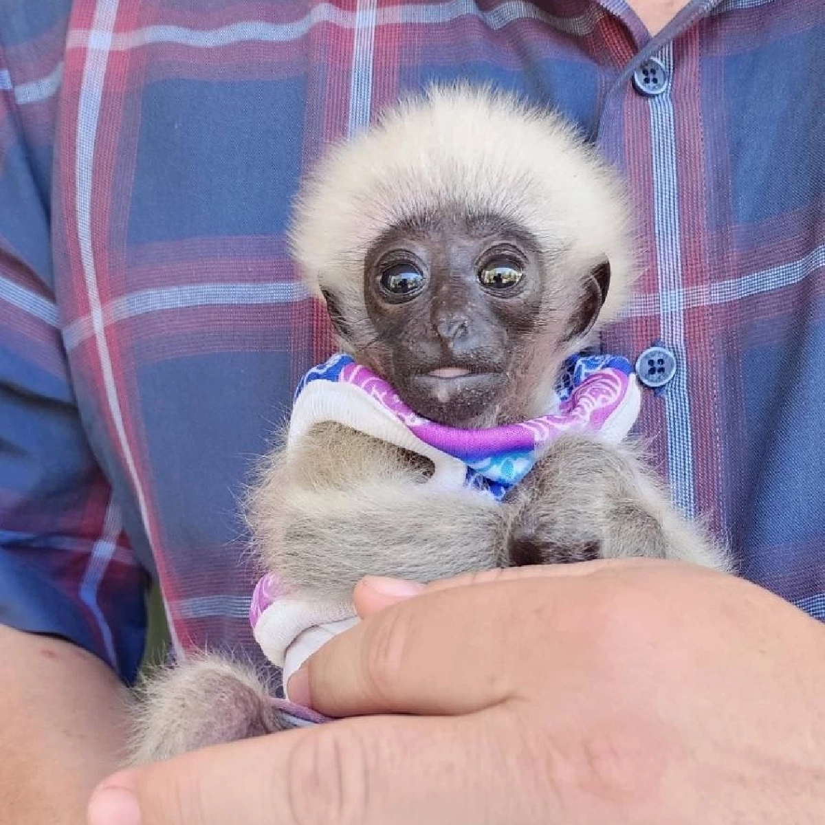 รับมอบ ลูกชะนี พลัดหลง ผ่านการแจ้งผ่านสายด่วนพิทักษ์ป่า 1362