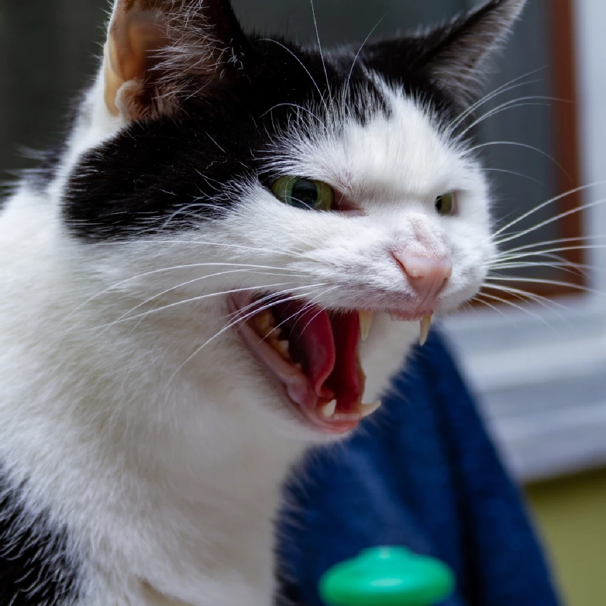 แมวไม่ชอบกลิ่นอะไรบ้าง เปิด 8 กลิ่นต้องห้ามที่ทาสแมวควรรู้