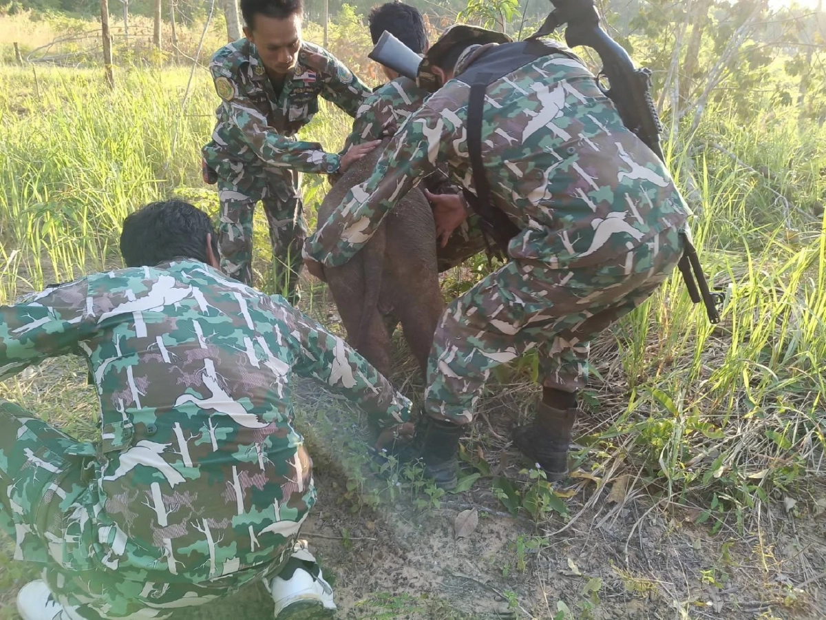 เจ้าหน้าที่ ขสป.อ่างฤาไน ช่วย 2 ลูกช้างป่าพลัดหลง กลับคืนป่า