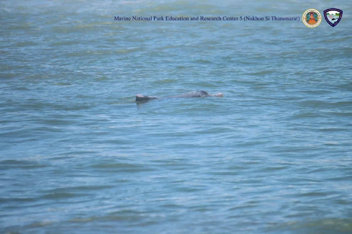 นาทีประทับใจ! พบแม่ลูกโลมาสีชมพูโผล่โชว์ตัว แต่ห่วงทัวร์รุมล้อม