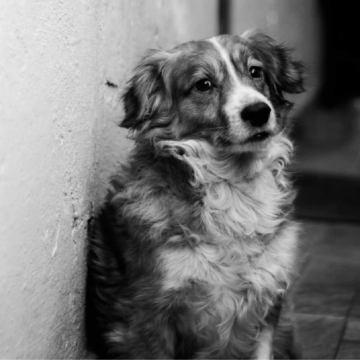 สัตว์เลี้ยง “ซึมเศร้า-เครียด” หรือไม่? 5 สัญญาณเตือนที่ห้ามมองข้าม!