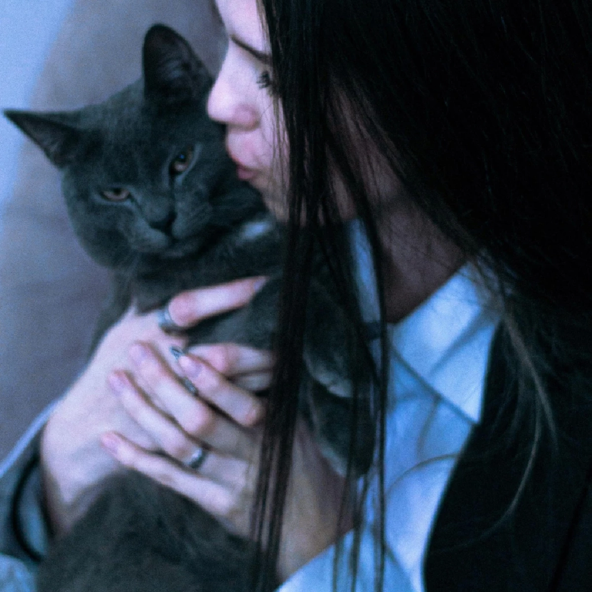 ทำไมกอดแมวถึงโดนตบ? 3 สาเหตุหลักจากสัญชาตญาณที่ทาสต้องเข้าใจ