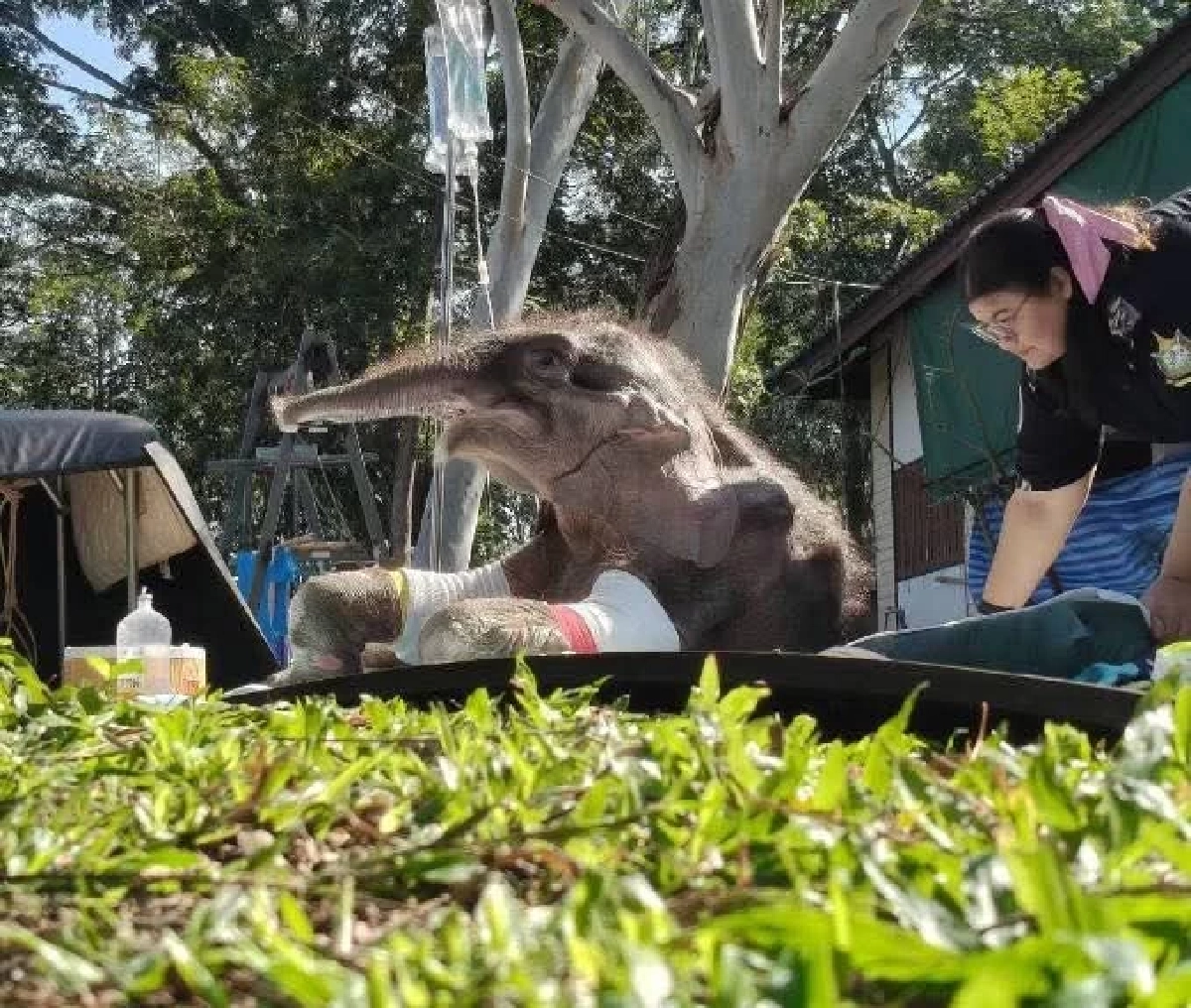 อัปเดตอาการ "พังข้าวต้ม" อายุครบ 3 เดือน ร่างกายฟื้นตัวดีมาก