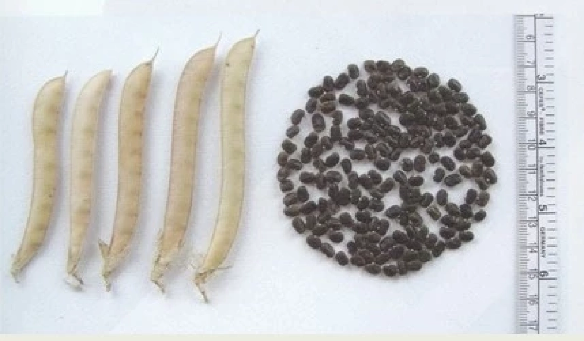 เปิดตัวแรง อัญชันพันธุ์ใหม่ เทพรัตนไพลิน 63 ดอกดก สีสวย รายได้งาม