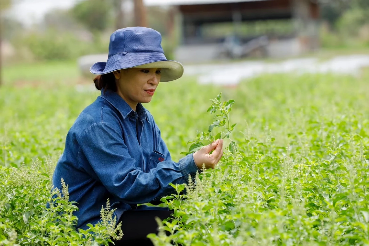 เจาะลึก"ข้าวกะเพรา"การวิจัยสายพันธุ์กะเพราป่า เบื้องหลังความอร่อยข้าวกล่องถาดสีแดงซีพีแรม