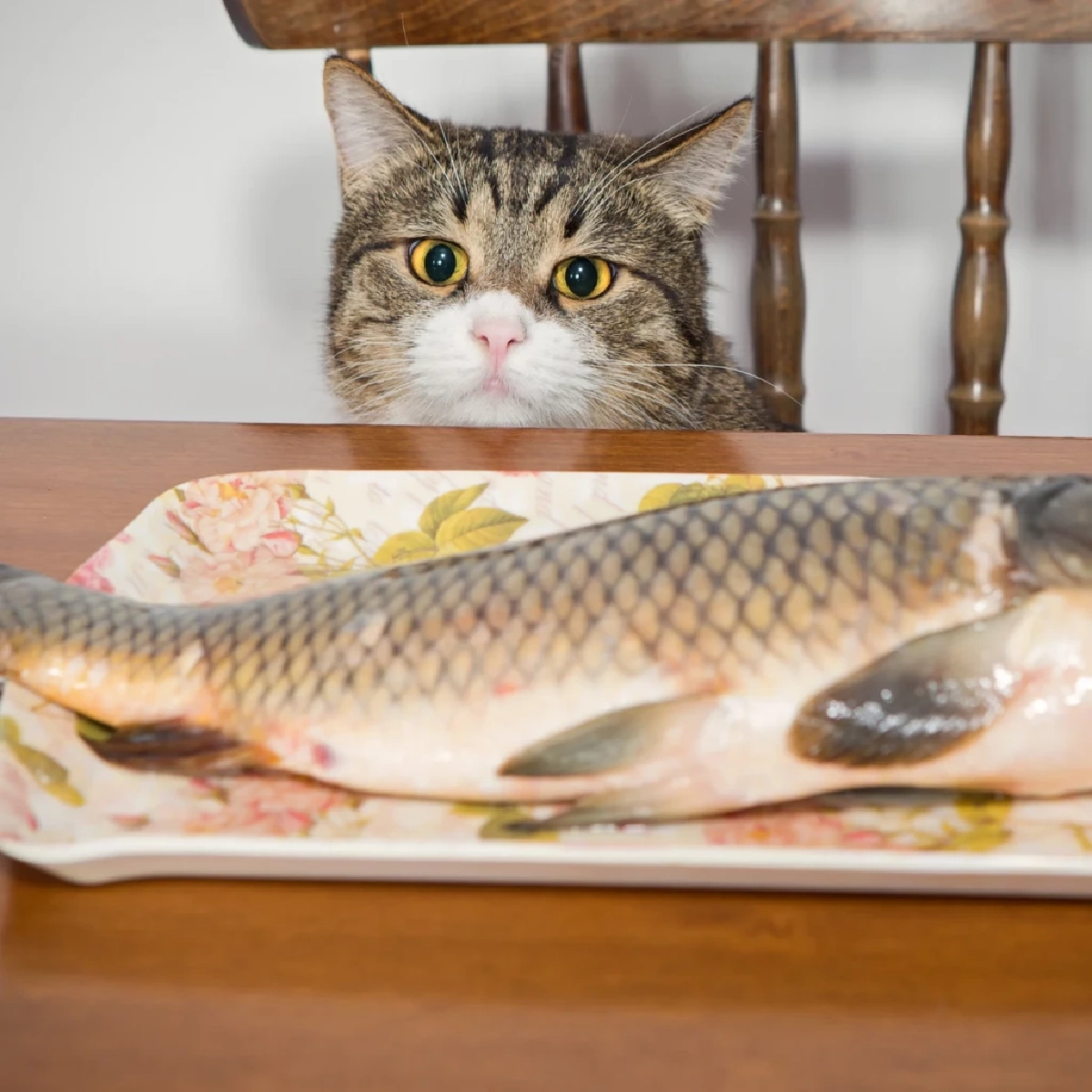 เฉลยความลับ! ทำไมแมวชอบกินปลา? พร้อมข้อควรระวังเรื่องสุขภาพ