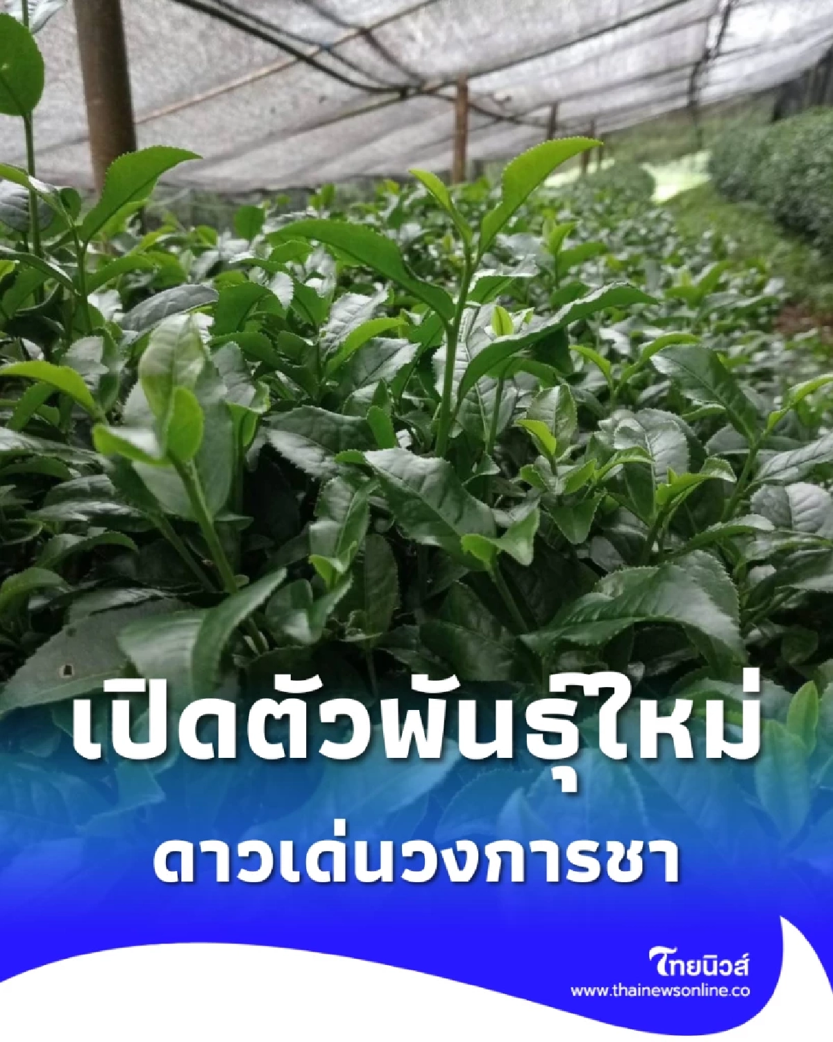 เปิดตัวชาพันธุ์ใหม่ ชากวก.เชียงใหม่ 1 ดันดาวเด่น หอม รสละมุน