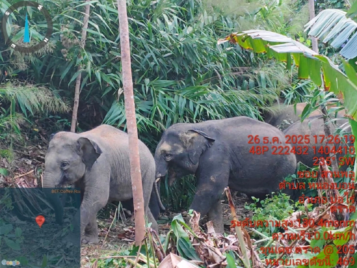 เจ้าหน้าที่สนธิกำลังเฝ้าระวังเข้ม! ผลักดัน พลายเดฟ-พลายหลง