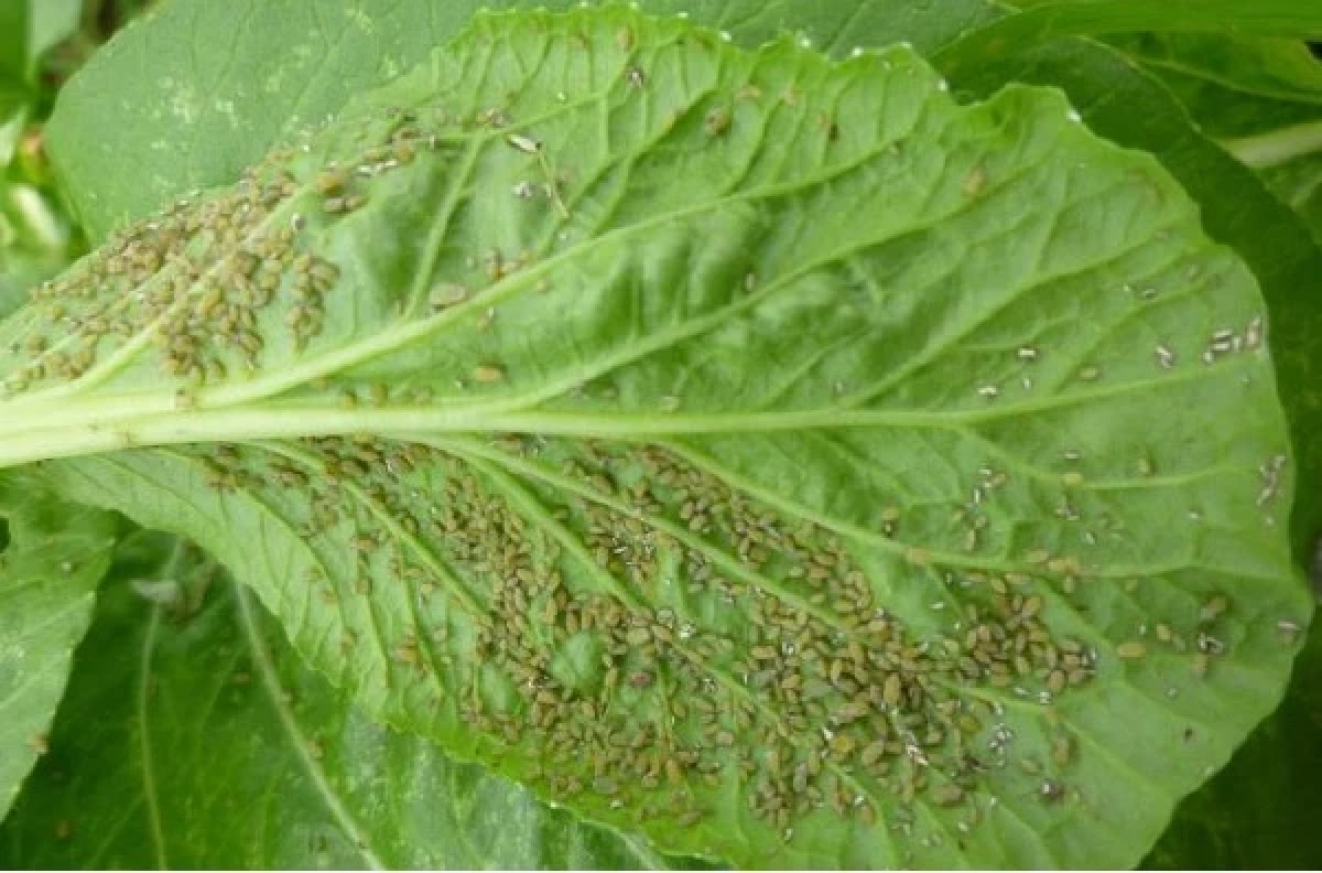 ระวัง เพลี้ยอ่อน ระบาดผักตระกูลกะหล่ำ ตัวจิ๋วแต่ร้ายสุดๆ