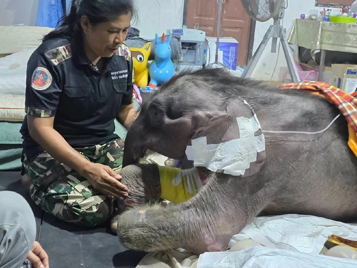 อัปเดตอาการ "พังข้าวต้ม" อายุครบ 3 เดือน ร่างกายฟื้นตัวดีมาก